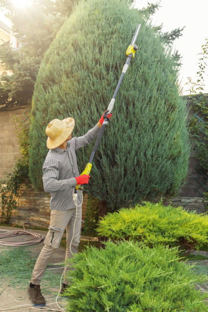 Emergency Storm Tree Removal